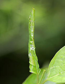 Leafroller -- maybe Tortricidae Host Plant -- possibly Euonymus alatus Euonymus alatus,Geotagged,Spring,United States,leafroller,lepidoptera,signs of wildlife,tortricidae
