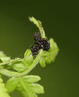 Leaf Tier on Fern - Family Crambidae Maybe Herpetogramma sp.

Leaf tiers tie tight masses of leaves together. When pulled apart, they are often full of excrement.

Habitat: Mixed forested wetland
https://www.jungledragon.com/image/154189/leaf_tier_on_fern_-_family_crambidae.html Geotagged,Herpetogramma,Spring,United States,crambidae,leaf shelter,leaf tier,lepidoptera,moth,signs of wildlife