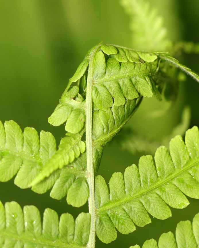Leaf Tier on Fern - Family Crambidae Maybe Herpetogramma sp.<br />
<br />
Leaf tiers tie tight masses of leaves together. When pulled apart, they are often full of excrement.<br />
<br />
Habitat: Mixed forested wetland<br />
<figure class="photo"><a href="https://www.jungledragon.com/image/154188/leaf_tier_on_fern_-_family_crambidae.html" title="Leaf Tier on Fern - Family Crambidae"><img src="https://s3.amazonaws.com/media.jungledragon.com/images/3232/154188_thumb.jpg?AWSAccessKeyId=05GMT0V3GWVNE7GGM1R2&Expires=1759968010&Signature=esvWLKz2lOwrlqRLPjouvawB0f4%3D" width="126" height="152" alt="Leaf Tier on Fern - Family Crambidae Maybe Herpetogramma sp.<br />
<br />
Leaf tiers tie tight masses of leaves together. When pulled apart, they are often full of excrement.<br />
<br />
Habitat: Mixed forested wetland<br />
https://www.jungledragon.com/image/154189/leaf_tier_on_fern_-_family_crambidae.html Geotagged,Herpetogramma,Spring,United States,crambidae,leaf shelter,leaf tier,lepidoptera,moth,signs of wildlife" /></a></figure> Geotagged,Spring,United States