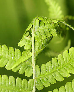 Leaf Tier on Fern - Family Crambidae Maybe Herpetogramma sp.

Leaf tiers tie tight masses of leaves together. When pulled apart, they are often full of excrement.

Habitat: Mixed forested wetland
https://www.jungledragon.com/image/154188/leaf_tier_on_fern_-_family_crambidae.html Geotagged,Spring,United States