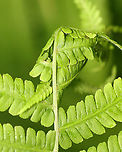Leaf Tier on Fern - Family Crambidae Maybe Herpetogramma sp.<br />
<br />
Leaf tiers tie tight masses of leaves together. When pulled apart, they are often full of excrement.<br />
<br />
Habitat: Mixed forested wetland<br />
https://www.jungledragon.com/image/154188/leaf_tier_on_fern_-_family_crambidae.html Geotagged,Spring,United States