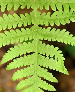 Long Beech Fern - Phegopteris connectilis Habitat: Mesic, mixed forest Geotagged,Long beech fern,Phegopteris connectilis,Spring,United States,fern,phegopteris