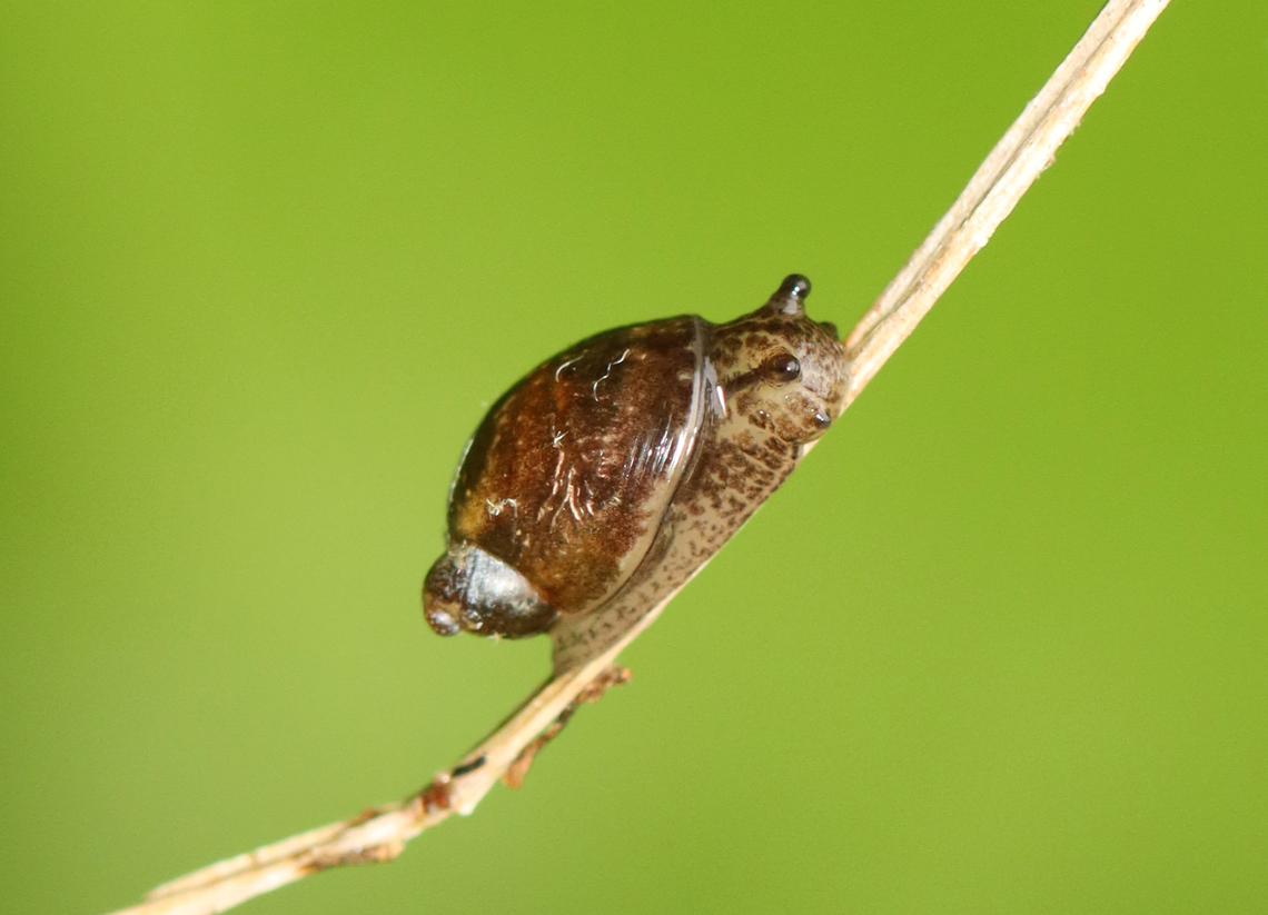Snail - Family Succineidae Might be Oxyloma sp.<br />
<br />
Habitat: Bog<br />
<br />
*Photo rotated to achieve maximum cuteness<br />
<figure class="photo"><a href="https://www.jungledragon.com/image/154218/maiting_snails_-_family_succineidae.html" title="Maiting Snails - Family Succineidae"><img src="https://s3.amazonaws.com/media.jungledragon.com/images/3232/154218_thumb.jpg?AWSAccessKeyId=05GMT0V3GWVNE7GGM1R2&Expires=1759968010&Signature=0kMt1GXDwB4LVeFVvIXoW0%2FcS2Q%3D" width="126" height="152" alt="Maiting Snails - Family Succineidae Might be Oxyloma sp.<br />
<br />
Habitat: Bog<br />
https://www.jungledragon.com/image/154214/snail_-_family_succineidae.html Geotagged,Spring,Succineidae,United States,snail,snails" /></a></figure> Geotagged,Spring,Succineidae,United States,snail
