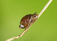 Snail - Family Succineidae Might be Oxyloma sp.<br />
<br />
Habitat: Bog<br />
<br />
*Photo rotated to achieve maximum cuteness<br />
https://www.jungledragon.com/image/154218/maiting_snails_-_family_succineidae.html Geotagged,Spring,Succineidae,United States,snail