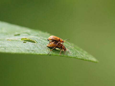 Black-margined loosestrife beetle - Galerucella calmariensi This appears to be post-mating behavior in which the male stays mounted on the female to guard her (and his investment). Sounds romantic, except that he also appears to be pooping on her.

Habitat: On loosestrife; mesic forest Chrysomelidae,Galerucella,Galerucella calmariensi,Galerucella calmariensis,Geotagged,Spring,United States,beetle,loosestrife