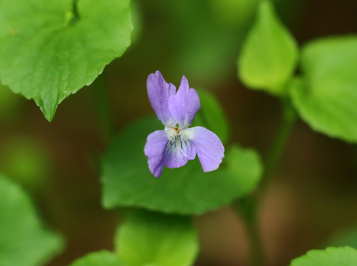 Violet - Viola sp. I love violets, but have a difficult time getting them to species.<br />
<br />
Habitat: Mesic, mixed forest Geotagged,Spring,United States,viola,violet