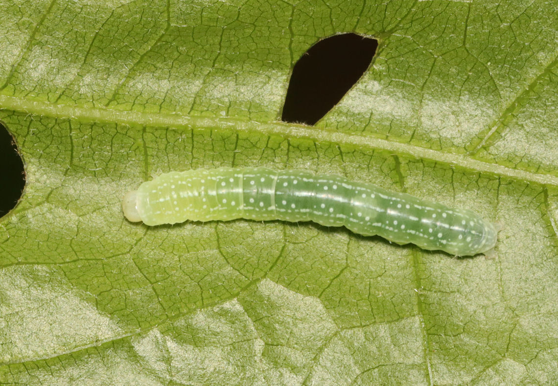 Noctuid Caterpillar, possibly Lithophane antennata *Tentative ID<br />
<br />
Habitat: Found on Quercus sp.; mixed forest Geotagged,Lithophane,Lithophane antennata,Spring,United States,ashen pinion,caterpillar,larva,noctuid,noctuidae