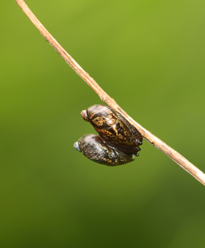 Maiting Snails - Family Succineidae Might be Oxyloma sp.<br />
<br />
Habitat: Bog<br />
<figure class="photo"><a href="https://www.jungledragon.com/image/154214/snail_-_family_succineidae.html" title="Snail - Family Succineidae"><img src="https://s3.amazonaws.com/media.jungledragon.com/images/3232/154214_thumb.jpg?AWSAccessKeyId=05GMT0V3GWVNE7GGM1R2&Expires=1765411210&Signature=8qntiyYPbLbQixIIQBwqBZmPykI%3D" width="200" height="146" alt="Snail - Family Succineidae Might be Oxyloma sp.<br />
<br />
Habitat: Bog<br />
<br />
*Photo rotated to achieve maximum cuteness<br />
https://www.jungledragon.com/image/154218/maiting_snails_-_family_succineidae.html Geotagged,Spring,Succineidae,United States,snail" /></a></figure> Geotagged,Spring,Succineidae,United States,snail,snails
