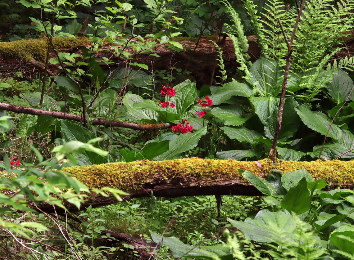 Valley Red - Primula japonica I spotted these flowers growing in a swamp. The seeds must have been deposited by a creature. The ground was too soft to get any closer. <br />
<br />
Habitat: Swamp Geotagged,Japanese primrose,Primula,Primula japonica,Spring,United States,valley red