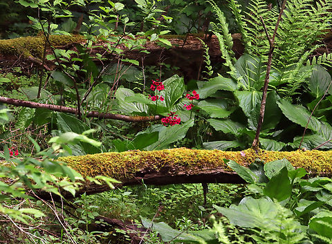 Valley Red - Primula japonica I spotted these flowers growing in a swamp. The seeds must have been deposited by a creature. The ground was too soft to get any closer. 

Habitat: Swamp Geotagged,Japanese primrose,Primula,Primula japonica,Spring,United States,valley red