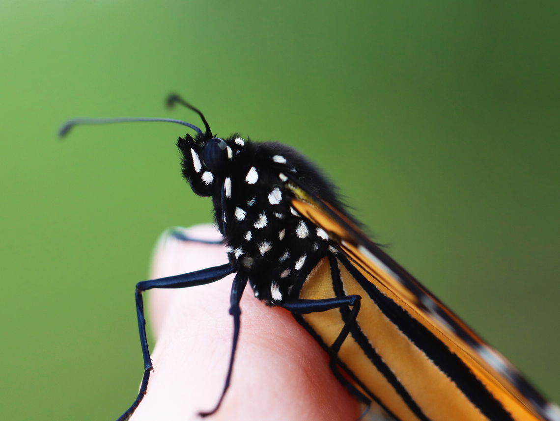 Monarch - Danaus plexippus This monarch hung out on my finger for a few minutes before going off to rest on a bush. It had something wrong with its left eye -- some of the ommatidia look damaged.<br />
<br />
Habitat: Backyard<br />
<figure class="photo"><a href="https://www.jungledragon.com/image/154239/monarch_-_danaus_plexippus.html" title="Monarch - Danaus plexippus"><img src="https://s3.amazonaws.com/media.jungledragon.com/images/3232/154239_thumb.jpg?AWSAccessKeyId=05GMT0V3GWVNE7GGM1R2&Expires=1759968010&Signature=ziBLTN3GAksElbJTHlUjqf37RgA%3D" width="200" height="152" alt="Monarch - Danaus plexippus This monarch hung out on my finger for a few minutes before going off to rest on a bush. It had something wrong with its left eye -- some of the ommatidia look damaged.<br />
<br />
Habitat: Backyard<br />
https://www.jungledragon.com/image/154239/monarch_-_danaus_plexippus.html<br />
https://www.jungledragon.com/image/154241/monarch_-_danaus_plexippus.html<br />
https://www.jungledragon.com/image/154240/monarch_-_danaus_plexippus.html Danaus,Danaus plexippus,Geotagged,Monarch butterfly,Nymphalidae,Summer,United States,butterfly,monarch" /></a></figure><br />
<figure class="photo"><a href="https://www.jungledragon.com/image/154241/monarch_-_danaus_plexippus.html" title="Monarch - Danaus plexippus"><img src="https://s3.amazonaws.com/media.jungledragon.com/images/3232/154241_thumb.jpg?AWSAccessKeyId=05GMT0V3GWVNE7GGM1R2&Expires=1759968010&Signature=dZ1uQMzDsY%2B%2Bq0vIZAeGgFVs%2BrM%3D" width="200" height="162" alt="Monarch - Danaus plexippus This monarch hung out on my finger for a few minutes before going off to rest on a bush. It had something wrong with its left eye -- some of the ommatidia look damaged.<br />
<br />
Habitat: Backyard<br />
https://www.jungledragon.com/image/154239/monarch_-_danaus_plexippus.html<br />
https://www.jungledragon.com/image/154241/monarch_-_danaus_plexippus.html<br />
https://www.jungledragon.com/image/154240/monarch_-_danaus_plexippus.html Danaus plexippus,Geotagged,Monarch butterfly,Summer,United States" /></a></figure><br />
<figure class="photo"><a href="https://www.jungledragon.com/image/154240/monarch_-_danaus_plexippus.html" title="Monarch - Danaus plexippus"><img src="https://s3.amazonaws.com/media.jungledragon.com/images/3232/154240_thumb.jpg?AWSAccessKeyId=05GMT0V3GWVNE7GGM1R2&Expires=1759968010&Signature=p4LrRmgI%2Be4sMQbFJy%2BhGFieHgY%3D" width="124" height="152" alt="Monarch - Danaus plexippus This monarch hung out on my finger for a few minutes before going off to rest on a bush. It had something wrong with its left eye -- some of the ommatidia look damaged.<br />
<br />
Habitat: Backyard<br />
https://www.jungledragon.com/image/154239/monarch_-_danaus_plexippus.html<br />
https://www.jungledragon.com/image/154241/monarch_-_danaus_plexippus.html<br />
https://www.jungledragon.com/image/154240/monarch_-_danaus_plexippus.html Danaus plexippus,Geotagged,Monarch butterfly,Summer,United States" /></a></figure> Danaus,Danaus plexippus,Geotagged,Monarch butterfly,Nymphalidae,Summer,United States,butterfly,monarch