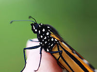 Monarch - Danaus plexippus This monarch hung out on my finger for a few minutes before going off to rest on a bush. It had something wrong with its left eye -- some of the ommatidia look damaged.<br />
<br />
Habitat: Backyard<br />
https://www.jungledragon.com/image/154239/monarch_-_danaus_plexippus.html<br />
https://www.jungledragon.com/image/154241/monarch_-_danaus_plexippus.html<br />
https://www.jungledragon.com/image/154240/monarch_-_danaus_plexippus.html Danaus,Danaus plexippus,Geotagged,Monarch butterfly,Nymphalidae,Summer,United States,butterfly,monarch