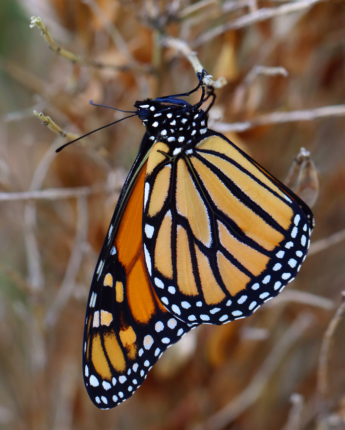 Monarch - Danaus plexippus This monarch hung out on my finger for a few minutes before going off to rest on a bush. It had something wrong with its left eye -- some of the ommatidia look damaged.<br />
<br />
Habitat: Backyard<br />
<figure class="photo"><a href="https://www.jungledragon.com/image/154239/monarch_-_danaus_plexippus.html" title="Monarch - Danaus plexippus"><img src="https://s3.amazonaws.com/media.jungledragon.com/images/3232/154239_thumb.jpg?AWSAccessKeyId=05GMT0V3GWVNE7GGM1R2&Expires=1763596810&Signature=%2FhkaA8Y%2Fz9BoQBUT028LuVtKTFI%3D" width="200" height="152" alt="Monarch - Danaus plexippus This monarch hung out on my finger for a few minutes before going off to rest on a bush. It had something wrong with its left eye -- some of the ommatidia look damaged.<br />
<br />
Habitat: Backyard<br />
https://www.jungledragon.com/image/154239/monarch_-_danaus_plexippus.html<br />
https://www.jungledragon.com/image/154241/monarch_-_danaus_plexippus.html<br />
https://www.jungledragon.com/image/154240/monarch_-_danaus_plexippus.html Danaus,Danaus plexippus,Geotagged,Monarch butterfly,Nymphalidae,Summer,United States,butterfly,monarch" /></a></figure><br />
<figure class="photo"><a href="https://www.jungledragon.com/image/154241/monarch_-_danaus_plexippus.html" title="Monarch - Danaus plexippus"><img src="https://s3.amazonaws.com/media.jungledragon.com/images/3232/154241_thumb.jpg?AWSAccessKeyId=05GMT0V3GWVNE7GGM1R2&Expires=1763596810&Signature=sy9wFz2uBZ3qDvU589q5gDmw%2BXo%3D" width="200" height="162" alt="Monarch - Danaus plexippus This monarch hung out on my finger for a few minutes before going off to rest on a bush. It had something wrong with its left eye -- some of the ommatidia look damaged.<br />
<br />
Habitat: Backyard<br />
https://www.jungledragon.com/image/154239/monarch_-_danaus_plexippus.html<br />
https://www.jungledragon.com/image/154241/monarch_-_danaus_plexippus.html<br />
https://www.jungledragon.com/image/154240/monarch_-_danaus_plexippus.html Danaus plexippus,Geotagged,Monarch butterfly,Summer,United States" /></a></figure><br />
<figure class="photo"><a href="https://www.jungledragon.com/image/154240/monarch_-_danaus_plexippus.html" title="Monarch - Danaus plexippus"><img src="https://s3.amazonaws.com/media.jungledragon.com/images/3232/154240_thumb.jpg?AWSAccessKeyId=05GMT0V3GWVNE7GGM1R2&Expires=1763596810&Signature=zP7iDzw5nhtU8TZyM7OBoZG%2BxfM%3D" width="124" height="152" alt="Monarch - Danaus plexippus This monarch hung out on my finger for a few minutes before going off to rest on a bush. It had something wrong with its left eye -- some of the ommatidia look damaged.<br />
<br />
Habitat: Backyard<br />
https://www.jungledragon.com/image/154239/monarch_-_danaus_plexippus.html<br />
https://www.jungledragon.com/image/154241/monarch_-_danaus_plexippus.html<br />
https://www.jungledragon.com/image/154240/monarch_-_danaus_plexippus.html Danaus plexippus,Geotagged,Monarch butterfly,Summer,United States" /></a></figure> Danaus plexippus,Geotagged,Monarch butterfly,Summer,United States