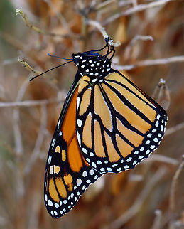 Monarch - Danaus plexippus This monarch hung out on my finger for a few minutes before going off to rest on a bush. It had something wrong with its left eye -- some of the ommatidia look damaged.

Habitat: Backyard
https://www.jungledragon.com/image/154239/monarch_-_danaus_plexippus.html
https://www.jungledragon.com/image/154241/monarch_-_danaus_plexippus.html
https://www.jungledragon.com/image/154240/monarch_-_danaus_plexippus.html Danaus plexippus,Geotagged,Monarch butterfly,Summer,United States