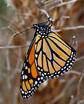 Monarch - Danaus plexippus This monarch hung out on my finger for a few minutes before going off to rest on a bush. It had something wrong with its left eye -- some of the ommatidia look damaged.<br />
<br />
Habitat: Backyard<br />
https://www.jungledragon.com/image/154239/monarch_-_danaus_plexippus.html<br />
https://www.jungledragon.com/image/154241/monarch_-_danaus_plexippus.html<br />
https://www.jungledragon.com/image/154240/monarch_-_danaus_plexippus.html Danaus plexippus,Geotagged,Monarch butterfly,Summer,United States
