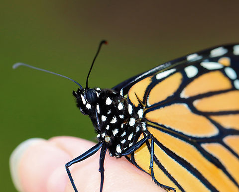 Monarch - Danaus plexippus This monarch hung out on my finger for a few minutes before going off to rest on a bush. It had something wrong with its left eye -- some of the ommatidia look damaged.

Habitat: Backyard
https://www.jungledragon.com/image/154239/monarch_-_danaus_plexippus.html
https://www.jungledragon.com/image/154241/monarch_-_danaus_plexippus.html
https://www.jungledragon.com/image/154240/monarch_-_danaus_plexippus.html Danaus plexippus,Geotagged,Monarch butterfly,Summer,United States