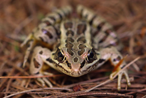 Pickerel Frog - Lithobates palustris I was sitting on the ground under a pine tree, waiting for my kids to finish playing by a river, when I noticed this frog next to me. We had a nice chat. I asked it what its favorite food is and it said "French flies".

Habitat: Streamside in a mixed forest Fall,Geotagged,Lithobates,Lithobates palustris,Pickerel frog,United States,frog