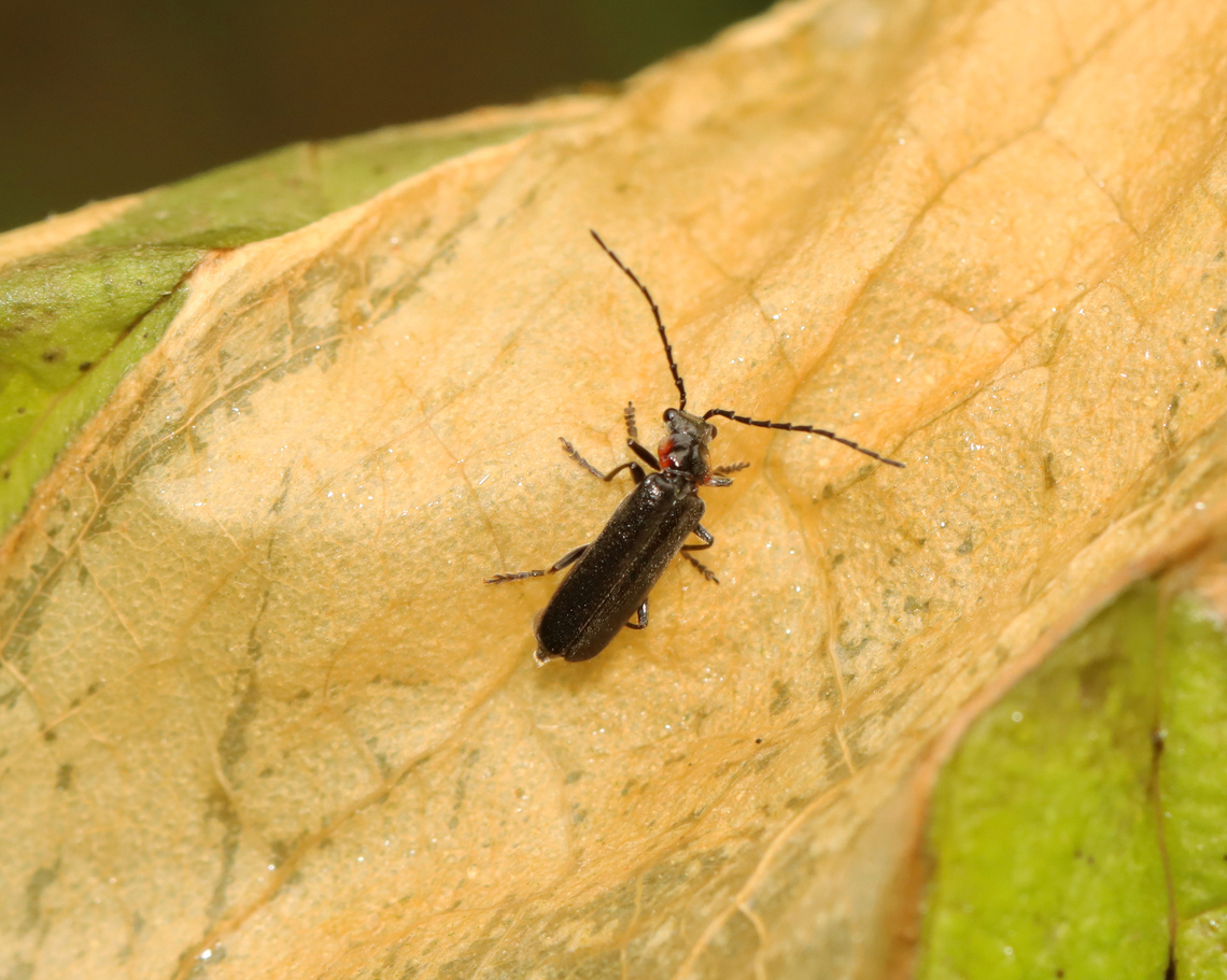 Wrinkled Soldier Beetle - Podabrus rugosulus Habitat: Swamp edge; mixed forest Cantharidae,Geotagged,Podabrus,Podabrus rugosulus,Spring,United States,Wrinkled Soldier Beetle,beetle,soldier beetle