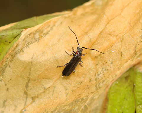 Wrinkled Soldier Beetle - Podabrus rugosulus Habitat: Swamp edge; mixed forest Cantharidae,Geotagged,Podabrus,Podabrus rugosulus,Spring,United States,Wrinkled Soldier Beetle,beetle,soldier beetle