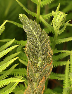 Interrupted Fern - Osmunda claytoniana Habitat: Mixed, mesic forest
https://www.jungledragon.com/image/154262/interrupted_fern_-_osmunda_claytoniana.html Geotagged,Interrupted Fern,Osmunda claytoniana,Spring,United States