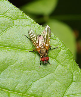 Fly - Maybe Family Anthomyiidae - Eutrichota sp. Habitat: Swamp edge; mixed forest Anthomyiidae,Geotagged,Spring,United States,eutrichota,fly,muscoidea