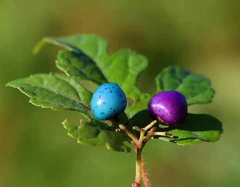 Porcelain Berries - Ampelopsis glandulosa I love the colors of these berries.

Habitat: Pondside Ampelopsis,Ampelopsis glandulosa,Fall,Geotagged,Porcelain Berry,United States