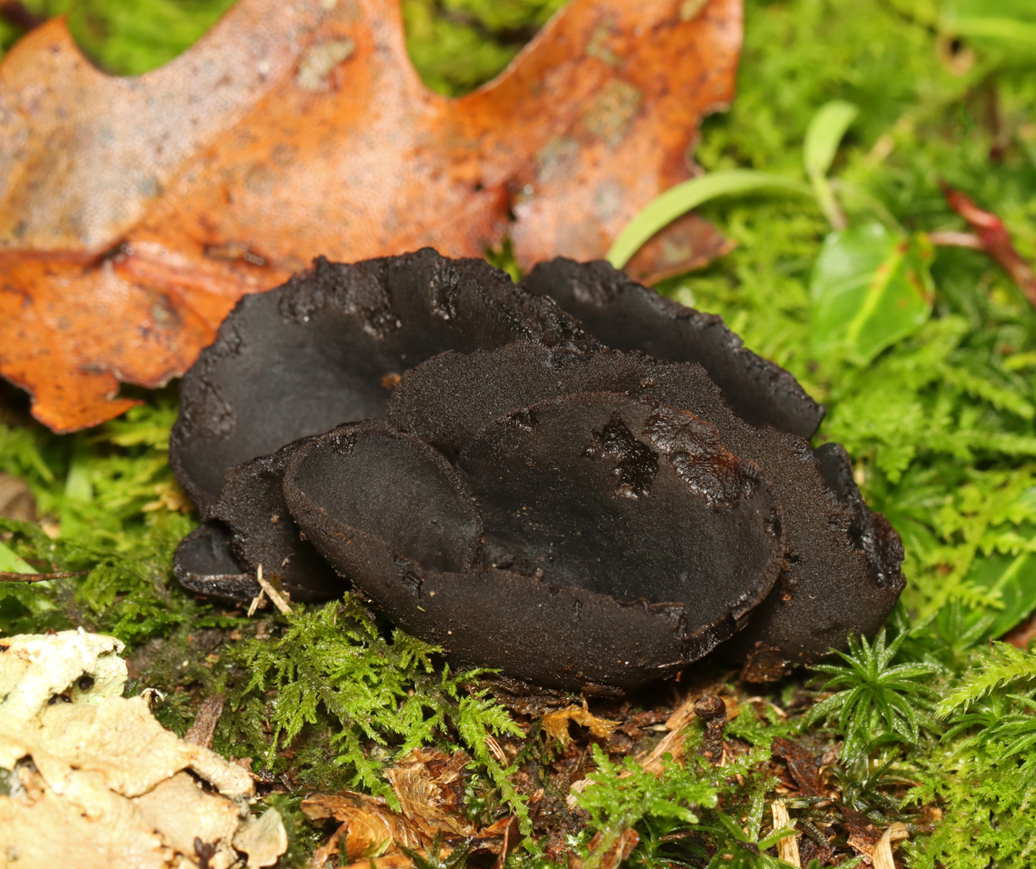 Ebony Cup - Pseudoplectania nigrella Habitat: Growing in moss; mixed forest Ebony cup,Fall,Geotagged,Pseudoplectania,Pseudoplectania nigrella,United States,black false plectania,cup fungus,fungi,fungus,hairy black cup,pezizales