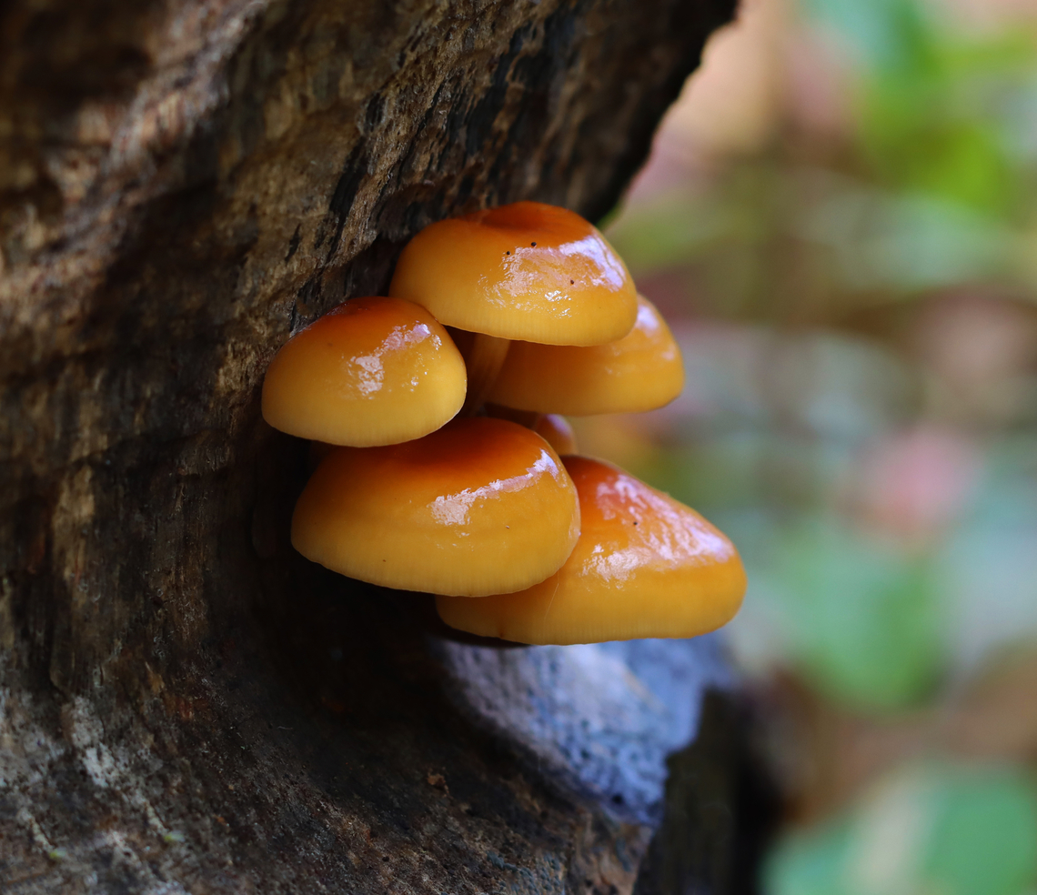Enoki - Flammulina velutipes The caps were very sticky.<br />
<br />
Habitat: Growing out of a gnawing trace left from a beaver on a hardwood tree. Enoki,Fall,Flammulina,Flammulina velutipes,Geotagged,United States,fungi,fungus,mushrooms