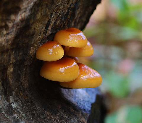 Enoki - Flammulina velutipes The caps were very sticky.

Habitat: Growing out of a gnawing trace left from a beaver on a hardwood tree. Enoki,Fall,Flammulina,Flammulina velutipes,Geotagged,United States,fungi,fungus,mushrooms