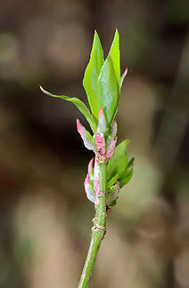 Winged Euonymus - Euonymus alatus Habitat: Mesic forest Euonymus,Euonymus alatus,Geotagged,Spring,United States,Winged Euonymus