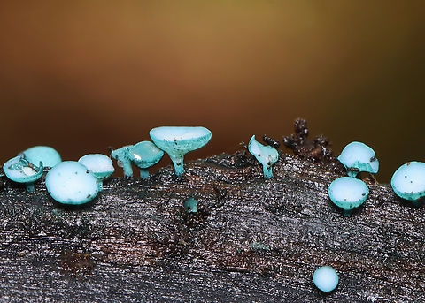 Elfcups - Chlorociboria aeruginosa The cups on this one piece of wood ranged in color from deep blue to pale blue, nearly white. I'm not sure why -- maybe age-related variations? It has been very wet here for weeks, so I don't think moisture was a factor.

Habitat: Rotting wood; mixed forest
https://www.jungledragon.com/image/154364/elfcups_-_chlorociboria_aeruginosa.html
https://www.jungledragon.com/image/154366/elfcups_-_chlorociboria_aeruginosa.html
https://www.jungledragon.com/image/154365/elfcups_-_chlorociboria_aeruginosa.html Chlorociboria aeruginosa,Fall,Geotagged,Turquoise Elfcup,United States