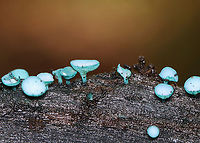 Elfcups - Chlorociboria aeruginosa The cups on this one piece of wood ranged in color from deep blue to pale blue, nearly white. I'm not sure why -- maybe age-related variations? It has been very wet here for weeks, so I don't think moisture was a factor.<br />
<br />
Habitat: Rotting wood; mixed forest<br />
https://www.jungledragon.com/image/154364/elfcups_-_chlorociboria_aeruginosa.html<br />
https://www.jungledragon.com/image/154366/elfcups_-_chlorociboria_aeruginosa.html<br />
https://www.jungledragon.com/image/154365/elfcups_-_chlorociboria_aeruginosa.html Chlorociboria aeruginosa,Fall,Geotagged,Turquoise Elfcup,United States