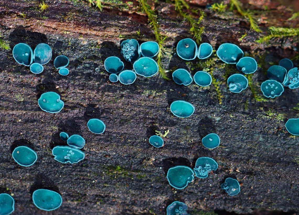 Elfcups - Chlorociboria aeruginosa Some of the cups had squiggly bits in their centers...it looked like tiny cups were growing on the larger cups.<br />
<br />
Habitat: Rotting wood; mixed forest<br />
<figure class="photo"><a href="https://www.jungledragon.com/image/154364/elfcups_-_chlorociboria_aeruginosa.html" title="Elfcups - Chlorociboria aeruginosa"><img src="https://s3.amazonaws.com/media.jungledragon.com/images/3232/154364_thumb.jpg?AWSAccessKeyId=05GMT0V3GWVNE7GGM1R2&Expires=1767225610&Signature=9k09r7hMFKXZVGwgyD57cK1RKGs%3D" width="200" height="144" alt="Elfcups - Chlorociboria aeruginosa The cups on this one piece of wood ranged in color from deep blue to pale blue, nearly white. I&#039;m not sure why -- maybe age-related variations? It has been very wet here for weeks, so I don&#039;t think moisture was a factor.<br />
<br />
Habitat: Rotting wood; mixed forest<br />
https://www.jungledragon.com/image/154364/elfcups_-_chlorociboria_aeruginosa.html<br />
https://www.jungledragon.com/image/154366/elfcups_-_chlorociboria_aeruginosa.html<br />
https://www.jungledragon.com/image/154365/elfcups_-_chlorociboria_aeruginosa.html Chlorociboria aeruginosa,Fall,Geotagged,Turquoise Elfcup,United States" /></a></figure><br />
<figure class="photo"><a href="https://www.jungledragon.com/image/154366/elfcups_-_chlorociboria_aeruginosa.html" title="Elfcups - Chlorociboria aeruginosa"><img src="https://s3.amazonaws.com/media.jungledragon.com/images/3232/154366_thumb.jpg?AWSAccessKeyId=05GMT0V3GWVNE7GGM1R2&Expires=1767225610&Signature=AhrJYTfb0jkNlMRi%2BcTG%2BHF3otY%3D" width="200" height="152" alt="Elfcups - Chlorociboria aeruginosa Blue-green fungi that have a cup-shaped fruiting body with a tiny, central stem. The fruiting body becomes flattened with age. They ranged in size from 1-3 mm wide.<br />
<br />
Habitat: Rotting wood; mixed forest<br />
https://www.jungledragon.com/image/154364/elfcups_-_chlorociboria_aeruginosa.html<br />
https://www.jungledragon.com/image/154366/elfcups_-_chlorociboria_aeruginosa.html<br />
https://www.jungledragon.com/image/154365/elfcups_-_chlorociboria_aeruginosa.html Chlorociboria,Chlorociboria aeruginosa,Fall,Geotagged,Turquoise Elfcup,United States,elfcup,fungi,fungus" /></a></figure><br />
<figure class="photo"><a href="https://www.jungledragon.com/image/154365/elfcups_-_chlorociboria_aeruginosa.html" title="Elfcups - Chlorociboria aeruginosa"><img src="https://s3.amazonaws.com/media.jungledragon.com/images/3232/154365_thumb.jpg?AWSAccessKeyId=05GMT0V3GWVNE7GGM1R2&Expires=1767225610&Signature=8OoB8MKVN9JYm53b6%2BouBXjgeXA%3D" width="200" height="146" alt="Elfcups - Chlorociboria aeruginosa Some of the cups had squiggly bits in their centers...it looked like tiny cups were growing on the larger cups.<br />
<br />
Habitat: Rotting wood; mixed forest<br />
https://www.jungledragon.com/image/154364/elfcups_-_chlorociboria_aeruginosa.html<br />
https://www.jungledragon.com/image/154366/elfcups_-_chlorociboria_aeruginosa.html<br />
https://www.jungledragon.com/image/154365/elfcups_-_chlorociboria_aeruginosa.html Chlorociboria aeruginosa,Fall,Geotagged,Turquoise Elfcup,United States" /></a></figure> Chlorociboria aeruginosa,Fall,Geotagged,Turquoise Elfcup,United States