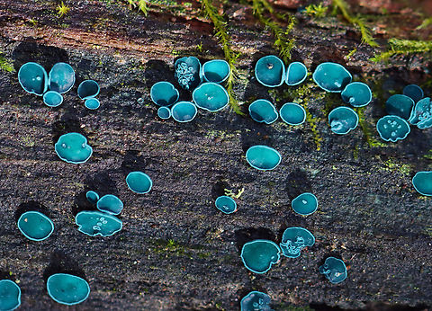 Elfcups - Chlorociboria aeruginosa Some of the cups had squiggly bits in their centers...it looked like tiny cups were growing on the larger cups.

Habitat: Rotting wood; mixed forest
https://www.jungledragon.com/image/154364/elfcups_-_chlorociboria_aeruginosa.html
https://www.jungledragon.com/image/154366/elfcups_-_chlorociboria_aeruginosa.html
https://www.jungledragon.com/image/154365/elfcups_-_chlorociboria_aeruginosa.html Chlorociboria aeruginosa,Fall,Geotagged,Turquoise Elfcup,United States