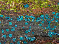 Elfcups - Chlorociboria aeruginosa Blue-green fungi that have a cup-shaped fruiting body with a tiny, central stem. The fruiting body becomes flattened with age. They ranged in size from 1-3 mm wide.<br />
<br />
Habitat: Rotting wood; mixed forest<br />
https://www.jungledragon.com/image/154364/elfcups_-_chlorociboria_aeruginosa.html<br />
https://www.jungledragon.com/image/154366/elfcups_-_chlorociboria_aeruginosa.html<br />
https://www.jungledragon.com/image/154365/elfcups_-_chlorociboria_aeruginosa.html Chlorociboria,Chlorociboria aeruginosa,Fall,Geotagged,Turquoise Elfcup,United States,elfcup,fungi,fungus