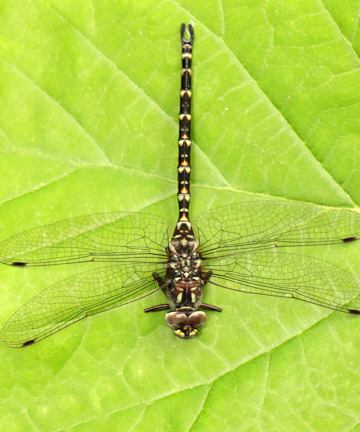 Harlequin Darner - Gomphaeschna furcillata Habitat: Pondside<br />
<figure class="photo"><a href="https://www.jungledragon.com/image/154369/harlequin_darner_-_gomphaeschna_furcillata.html" title="Harlequin Darner - Gomphaeschna furcillata"><img src="https://s3.amazonaws.com/media.jungledragon.com/images/3232/154369_thumb.jpg?AWSAccessKeyId=05GMT0V3GWVNE7GGM1R2&Expires=1759968010&Signature=eE92Y9fTy3YF9fkyfG5WGJN8MsU%3D" width="200" height="152" alt="Harlequin Darner - Gomphaeschna furcillata Habitat: Pondside<br />
https://www.jungledragon.com/image/154369/harlequin_darner_-_gomphaeschna_furcillata.html<br />
https://www.jungledragon.com/image/135799/harlequin_darner_-_gomphaeschna_furcillata.html<br />
https://www.jungledragon.com/image/154368/harlequin_darner_-_gomphaeschna_furcillata.html Geotagged,Gomphaeschna,Gomphaeschna furcillata,Harlequin Darner,Spring,United States,aeshnidae,darner,dragonfly" /></a></figure><br />
<figure class="photo"><a href="https://www.jungledragon.com/image/135799/harlequin_darner_-_gomphaeschna_furcillata.html" title="Harlequin Darner - Gomphaeschna furcillata"><img src="https://s3.amazonaws.com/media.jungledragon.com/images/3232/135799_thumb.jpg?AWSAccessKeyId=05GMT0V3GWVNE7GGM1R2&Expires=1759968010&Signature=Dmdx4Yl90ZFpFZoX%2Fj3bvYljUlQ%3D" width="200" height="156" alt="Harlequin Darner - Gomphaeschna furcillata Habitat: Pondside<br />
https://www.jungledragon.com/image/154369/harlequin_darner_-_gomphaeschna_furcillata.html<br />
https://www.jungledragon.com/image/135799/harlequin_darner_-_gomphaeschna_furcillata.html<br />
https://www.jungledragon.com/image/154368/harlequin_darner_-_gomphaeschna_furcillata.html Geotagged,Gomphaeschna,Gomphaeschna furcillata,Odonata,Spring,United States,darner,dragonfly,pygmy darner" /></a></figure><br />
<figure class="photo"><a href="https://www.jungledragon.com/image/154368/harlequin_darner_-_gomphaeschna_furcillata.html" title="Harlequin Darner - Gomphaeschna furcillata"><img src="https://s3.amazonaws.com/media.jungledragon.com/images/3232/154368_thumb.jpg?AWSAccessKeyId=05GMT0V3GWVNE7GGM1R2&Expires=1759968010&Signature=d6BW7k1%2FHj5HxqqPbJ3aUmIQnVU%3D" width="128" height="152" alt="Harlequin Darner - Gomphaeschna furcillata Habitat: Pondside<br />
https://www.jungledragon.com/image/154369/harlequin_darner_-_gomphaeschna_furcillata.html<br />
https://www.jungledragon.com/image/135799/harlequin_darner_-_gomphaeschna_furcillata.html<br />
https://www.jungledragon.com/image/154368/harlequin_darner_-_gomphaeschna_furcillata.html Geotagged,Gomphaeschna furcillata,Harlequin Darner,Spring,United States" /></a></figure> Geotagged,Gomphaeschna furcillata,Harlequin Darner,Spring,United States