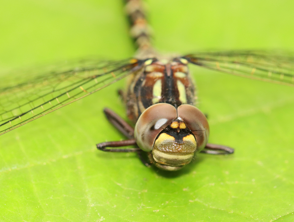 Harlequin Darner - Gomphaeschna furcillata Habitat: Pondside<br />
<figure class="photo"><a href="https://www.jungledragon.com/image/154369/harlequin_darner_-_gomphaeschna_furcillata.html" title="Harlequin Darner - Gomphaeschna furcillata"><img src="https://s3.amazonaws.com/media.jungledragon.com/images/3232/154369_thumb.jpg?AWSAccessKeyId=05GMT0V3GWVNE7GGM1R2&Expires=1759968010&Signature=eE92Y9fTy3YF9fkyfG5WGJN8MsU%3D" width="200" height="152" alt="Harlequin Darner - Gomphaeschna furcillata Habitat: Pondside<br />
https://www.jungledragon.com/image/154369/harlequin_darner_-_gomphaeschna_furcillata.html<br />
https://www.jungledragon.com/image/135799/harlequin_darner_-_gomphaeschna_furcillata.html<br />
https://www.jungledragon.com/image/154368/harlequin_darner_-_gomphaeschna_furcillata.html Geotagged,Gomphaeschna,Gomphaeschna furcillata,Harlequin Darner,Spring,United States,aeshnidae,darner,dragonfly" /></a></figure><br />
<figure class="photo"><a href="https://www.jungledragon.com/image/135799/harlequin_darner_-_gomphaeschna_furcillata.html" title="Harlequin Darner - Gomphaeschna furcillata"><img src="https://s3.amazonaws.com/media.jungledragon.com/images/3232/135799_thumb.jpg?AWSAccessKeyId=05GMT0V3GWVNE7GGM1R2&Expires=1759968010&Signature=Dmdx4Yl90ZFpFZoX%2Fj3bvYljUlQ%3D" width="200" height="156" alt="Harlequin Darner - Gomphaeschna furcillata Habitat: Pondside<br />
https://www.jungledragon.com/image/154369/harlequin_darner_-_gomphaeschna_furcillata.html<br />
https://www.jungledragon.com/image/135799/harlequin_darner_-_gomphaeschna_furcillata.html<br />
https://www.jungledragon.com/image/154368/harlequin_darner_-_gomphaeschna_furcillata.html Geotagged,Gomphaeschna,Gomphaeschna furcillata,Odonata,Spring,United States,darner,dragonfly,pygmy darner" /></a></figure><br />
<figure class="photo"><a href="https://www.jungledragon.com/image/154368/harlequin_darner_-_gomphaeschna_furcillata.html" title="Harlequin Darner - Gomphaeschna furcillata"><img src="https://s3.amazonaws.com/media.jungledragon.com/images/3232/154368_thumb.jpg?AWSAccessKeyId=05GMT0V3GWVNE7GGM1R2&Expires=1759968010&Signature=d6BW7k1%2FHj5HxqqPbJ3aUmIQnVU%3D" width="128" height="152" alt="Harlequin Darner - Gomphaeschna furcillata Habitat: Pondside<br />
https://www.jungledragon.com/image/154369/harlequin_darner_-_gomphaeschna_furcillata.html<br />
https://www.jungledragon.com/image/135799/harlequin_darner_-_gomphaeschna_furcillata.html<br />
https://www.jungledragon.com/image/154368/harlequin_darner_-_gomphaeschna_furcillata.html Geotagged,Gomphaeschna furcillata,Harlequin Darner,Spring,United States" /></a></figure> Geotagged,Gomphaeschna,Gomphaeschna furcillata,Harlequin Darner,Spring,United States,aeshnidae,darner,dragonfly