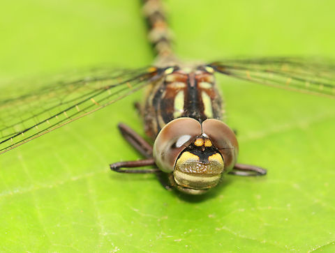 Harlequin Darner - Gomphaeschna furcillata Habitat: Pondside
https://www.jungledragon.com/image/154369/harlequin_darner_-_gomphaeschna_furcillata.html
https://www.jungledragon.com/image/135799/harlequin_darner_-_gomphaeschna_furcillata.html
https://www.jungledragon.com/image/154368/harlequin_darner_-_gomphaeschna_furcillata.html Geotagged,Gomphaeschna,Gomphaeschna furcillata,Harlequin Darner,Spring,United States,aeshnidae,darner,dragonfly