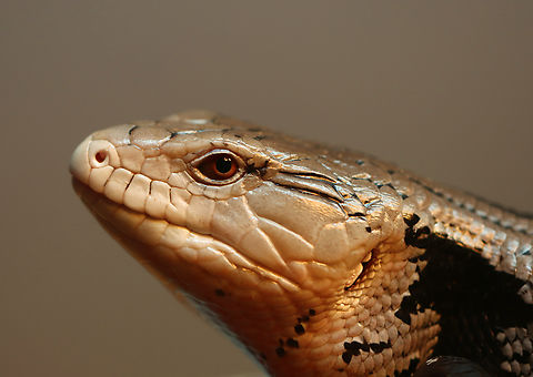 Blue-tongued Skink - Tiliqua scincoides This is Frank. He's my Mom's "pet". As sad as it is to see this gorgeous creature in captivity, he has a huge enclosure and gets spoiled daily by my Mom, who adores him. He loves mealworms and enjoys relaxing in the basking zone of his enclosure. Eastern blue-tongued skink,Tiliqua,Tiliqua scincoides scincoides,blue-tongued skink,captive animal,skink