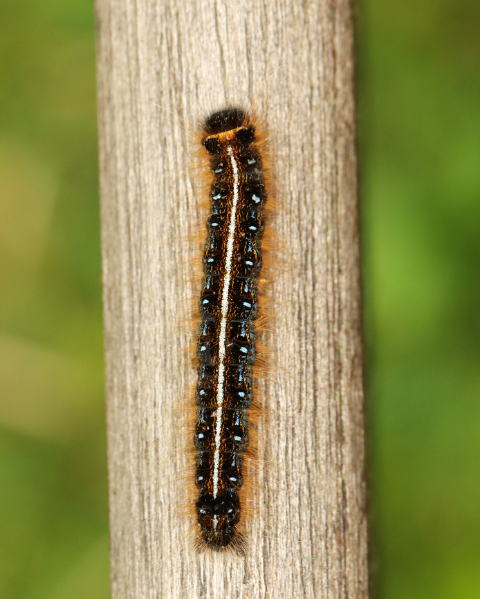 Eastern Tent Caterpillar - Malacosoma americanum Distinguished from Malacosoma disstria by a solid cream stripe along the dorsum. Sides of the body are marked with blue, black, orange, and white.<br />
<br />
Habitat: Mixed forest Caterpillar,Eastern tent caterpillar,Geotagged,Malacosoma,Malacosoma americanum,Spring,United States,larva,tent caterpillar
