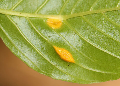 Rust Fungus - Puccinia coronata Host plant: Frangula sp. Frangula,Geotagged,Puccinia,Puccinia coronata,Spring,United States,rust fungus