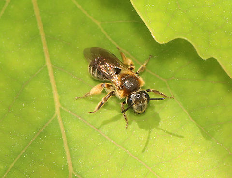 Wilke's Mining Bee - Andrena wilkella Habitat: Coastal meadow Andrena wilkella,Geotagged,Spring,United States,Wilke's Mining Bee,andrena,bee,mining bee
