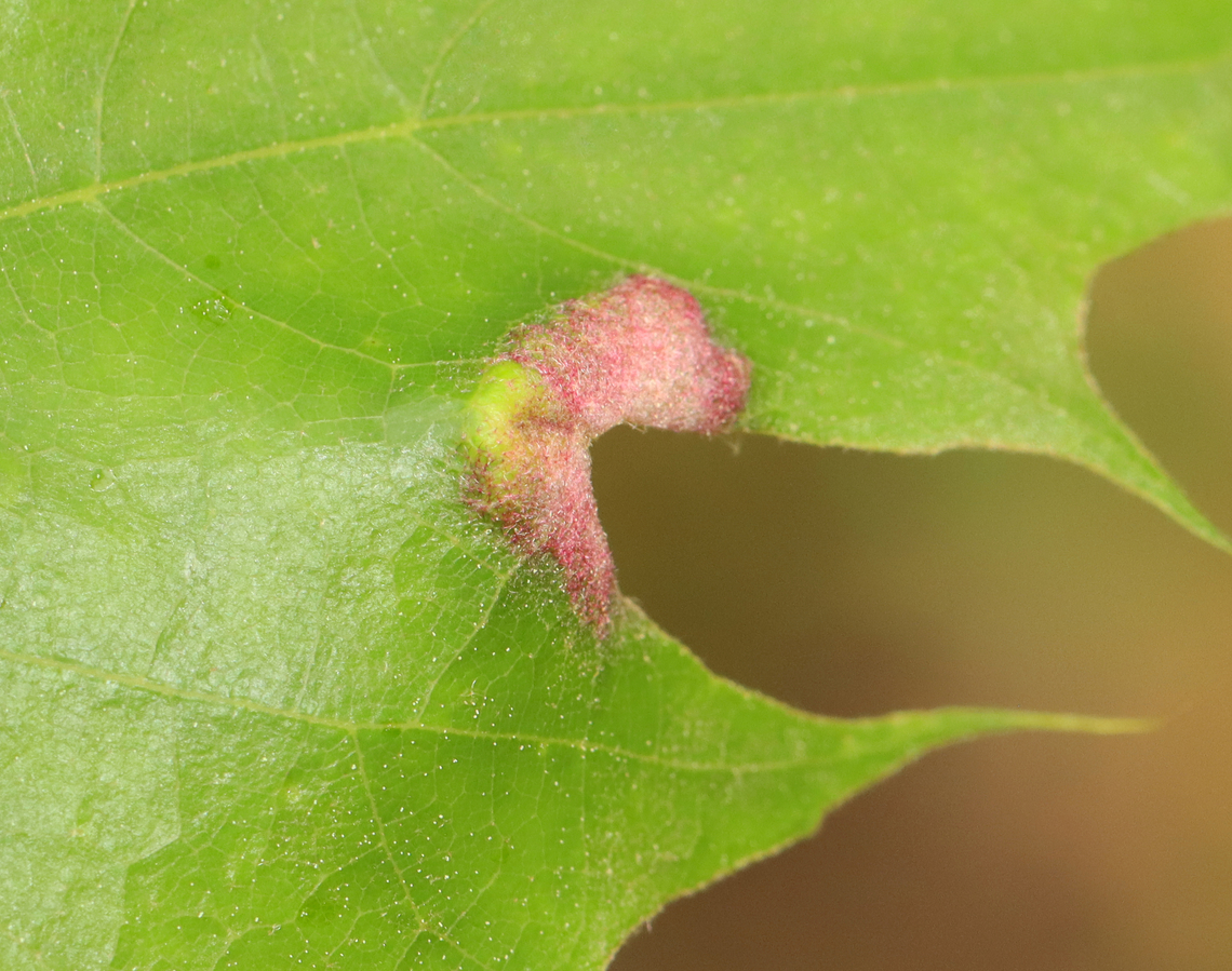 Gall Mite - Aceria trinema Habitat: Oak (Quercus sp.); meadow<br />
<figure class="photo"><a href="https://www.jungledragon.com/image/154418/gall_mite_-_aceria_trinema.html" title="Gall Mite - Aceria trinema"><img src="https://s3.amazonaws.com/media.jungledragon.com/images/3232/154418_thumb.jpg?AWSAccessKeyId=05GMT0V3GWVNE7GGM1R2&Expires=1759968010&Signature=a%2F4JQxIp3SMr%2FFUSCdWY9jzwbVo%3D" width="200" height="134" alt="Gall Mite - Aceria trinema Habitat: Oak (Quercus sp.); meadow<br />
https://www.jungledragon.com/image/154416/gall_mite_-_aceria_trinema.html Aceria trinema,Gall mite,Geotagged,Spring,United States,gall" /></a></figure> Aceria,Aceria trinema,Gall Mite,Geotagged,Quercus,Spring,United States,gall,oak
