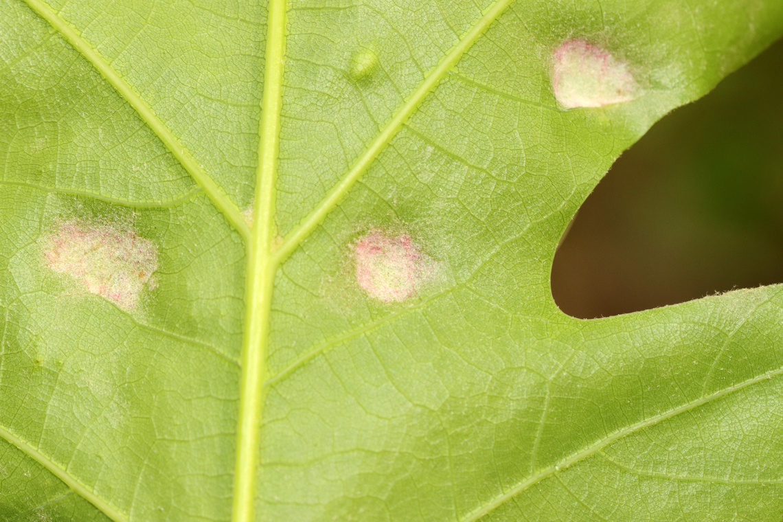 Gall Mite - Aceria trinema Habitat: Oak (Quercus sp.); meadow<br />
<figure class="photo"><a href="https://www.jungledragon.com/image/154416/gall_mite_-_aceria_trinema.html" title="Gall Mite - Aceria trinema"><img src="https://s3.amazonaws.com/media.jungledragon.com/images/3232/154416_thumb.jpg?AWSAccessKeyId=05GMT0V3GWVNE7GGM1R2&Expires=1759968010&Signature=VfEgVamGIb8L2uYmRal77Bike4A%3D" width="200" height="158" alt="Gall Mite - Aceria trinema Habitat: Oak (Quercus sp.); meadow<br />
https://www.jungledragon.com/image/154418/gall_mite_-_aceria_trinema.html Aceria,Aceria trinema,Gall Mite,Geotagged,Quercus,Spring,United States,gall,oak" /></a></figure> Aceria trinema,Gall mite,Geotagged,Spring,United States,gall