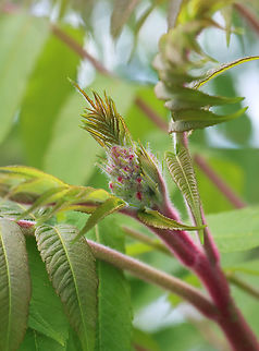Staghorn Sumac - Rhus typhina Habitat: Coastal area Geotagged,Rhus,Rhus typhina,Spring,Staghorn Sumac,United States,sumac