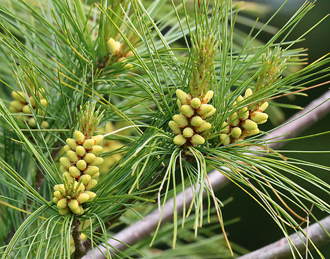 Eastern White Pine - Pinus strobus Habitat: Coastal meadow edge Eastern White Pine,Geotagged,Pinus strobus,Spring,United States,cones,pine,pinus,white pine