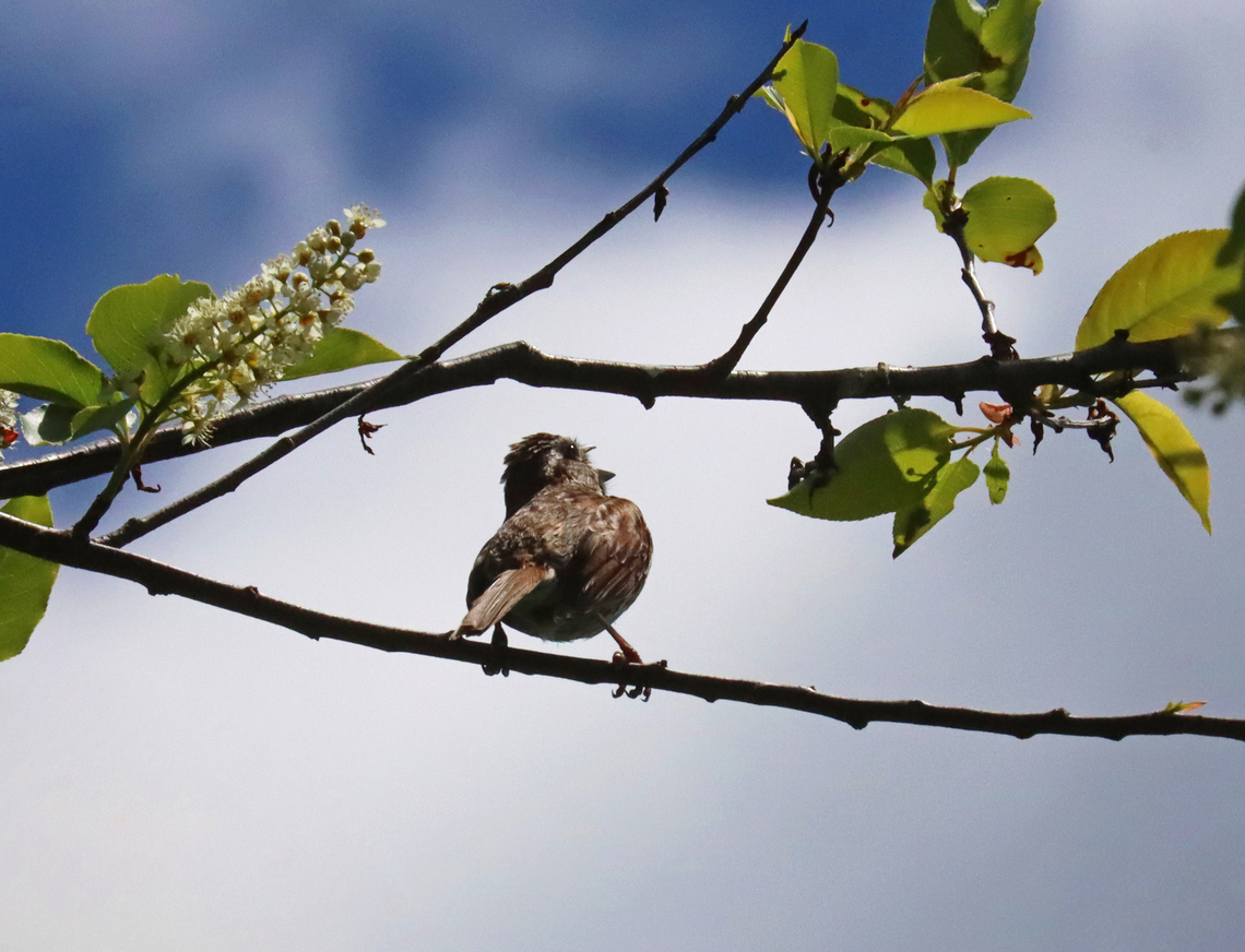 Song Sparrow - Melospiza melodia This bird was singing with all its heart.<br />
<br />
Habitat: Coastal meadow Geotagged,Melospiza,Melospiza melodia,Song Sparrow,Sparrow,Spring,United States