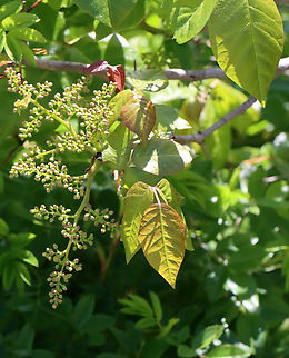 Poison Ivy - Toxicodendron radicans Habitat: Coastal area Geotagged,Poison ivy,Spring,Toxicodendron,Toxicodendron radicans,United States