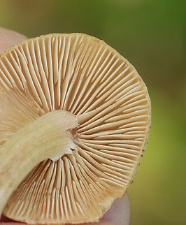 Mushrooms - Inocybe sp. Maybe Inocybe lacera

Habitat: Growing under pine; Coastal meadow
https://www.jungledragon.com/image/154429/mushrooms_-_inocybe_sp.html Geotagged,Spring,United States,fungus,inocybe,mushrooms
