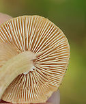Mushrooms - Inocybe sp. Maybe Inocybe lacera<br />
<br />
Habitat: Growing under pine; Coastal meadow<br />
https://www.jungledragon.com/image/154429/mushrooms_-_inocybe_sp.html Geotagged,Spring,United States,fungus,inocybe,mushrooms
